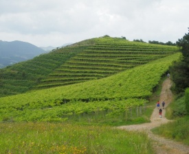 Walking among txakoli vineyards 